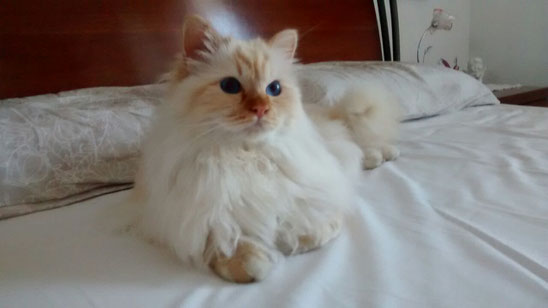 Caratteristiche Del Gatto Sacro Di Birmania Allevamento Gatto