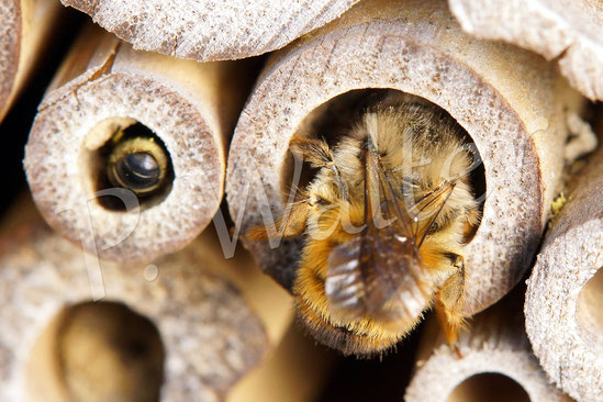 Bild: Hahnenfuß-Scherenbiene, Osmia florisomne, Rostrote Mauerbiene, Osmia bicornis