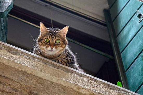 Katze neugierig am Fenster