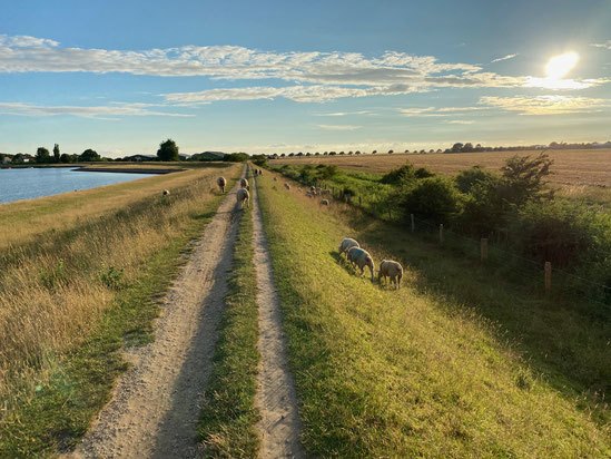 Natur - Himmel, Wolken, Rapsfeld in Münster Gievenbeck