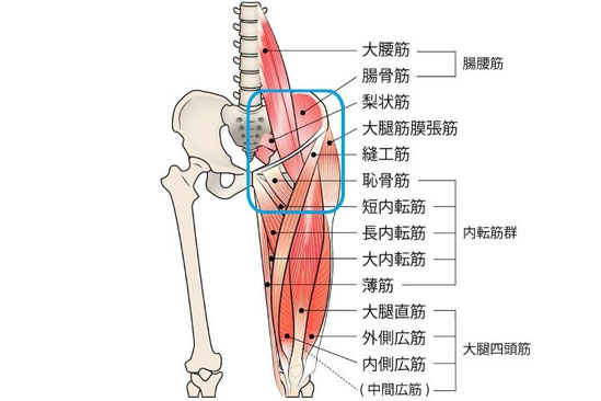 サイクリストが股関節の詰まりを感じる部位を青い丸で囲んでいる解剖図（大腿筋膜張筋・大腿直筋・腸腰筋など）
