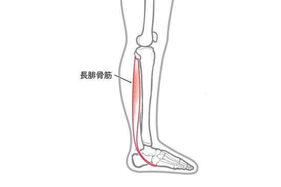 腓骨筋腱の痛みが出る部位の解剖図（長腓骨筋腱）