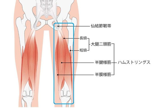 自転車競技で張りや痛みが出るハムストリングの解剖図（大腿二頭筋・半腱様筋・半膜様筋）