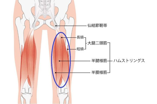 ハムストリング（太もも裏の筋肉）の痛みが出る部位の解剖図（大腿二頭筋長頭・短頭、半腱様筋、半膜様筋など）
