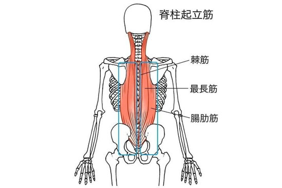 背中から腰にかけて痛みが出やすい部位を青い枠で囲った解剖図（脊柱起立筋：最長筋・腸肋筋など）