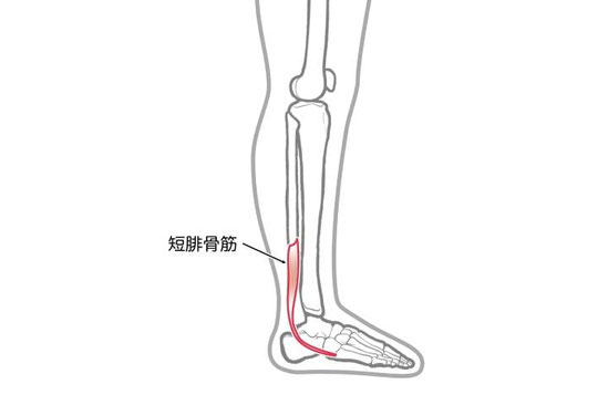 腓骨筋腱の痛みが出る部位の解剖図（短腓骨筋腱）