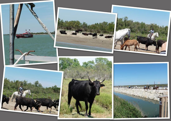 Eindrücke aus der Camargue