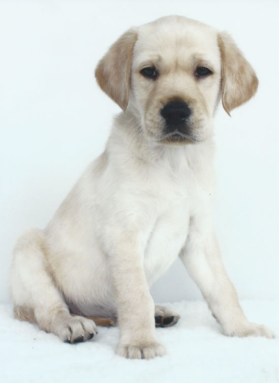 A picture of Bowler at 6 - 8 weeks 