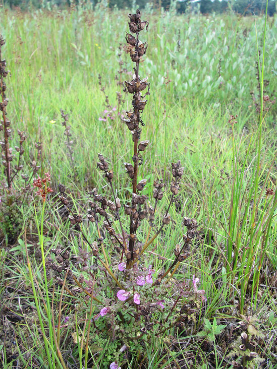 Moeraskartelblad (Pedicularis palustris), geplagde Zompewei