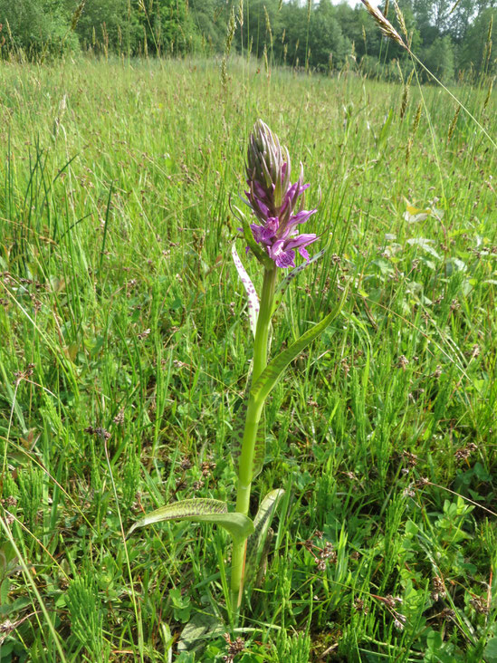 Schraalgrasland met Rietorchis (type G6).