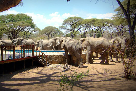 Ruaha Nationalpark, Tansania Safari