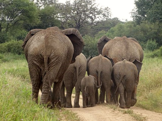 Tarangire Nationalpark, Tansania Safari