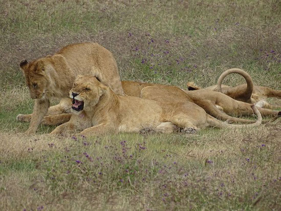 Ngorongoro Krater, Tansania Safari