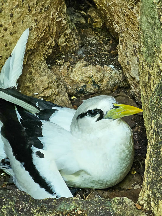 Tropikvogel auf Cousin Island bei Praslin, Seychellen
