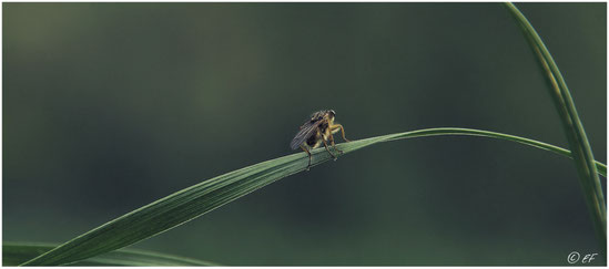 Eine Gelbe Dungfliege ruht auf einem Grashalm