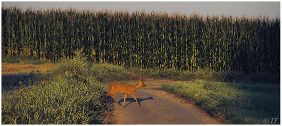 Ein Spaziergang in der Morgensonne