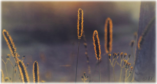 Gräser im Sonnenlicht