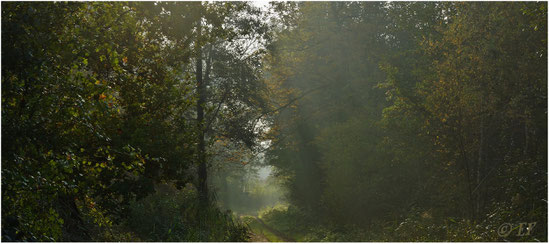 Herbstliches Licht