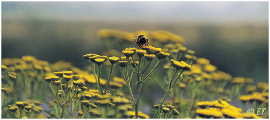 Die fleißige Hummel