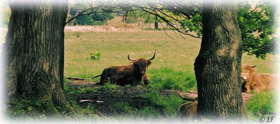 Highlandrinder bei Waldfeucht