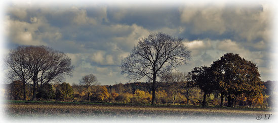 Herbstlandschaft