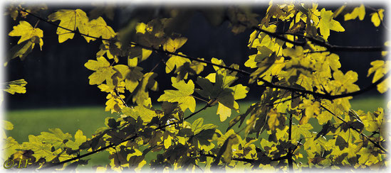 Goldene Herbsttage