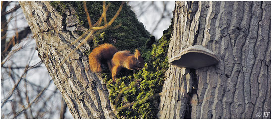 Ein aus der Winterruhe erwachtes Eichhörnchen auf der Suche nach Futter