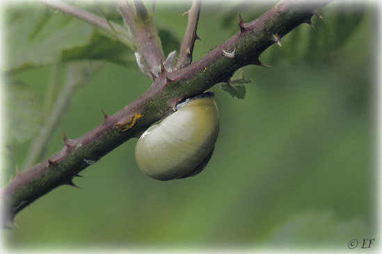 Die Bänderschnecke & ihr dorniger Weg