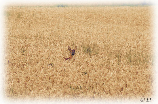 Ein Reh mitten im Weizenfeld