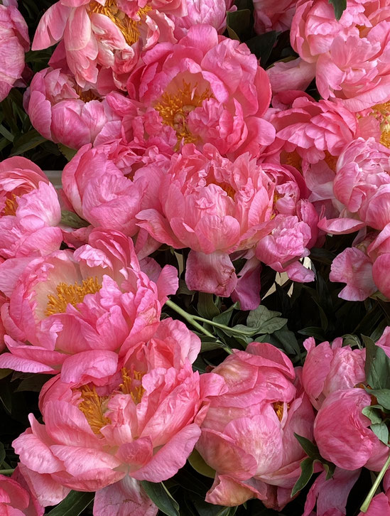 Foto mit pinkfarbenen Pfingstrosen, Naturfotografie, Blütenfotografie, Studiorosenrotes, Päonien, Peonies, Pink, Rosa,