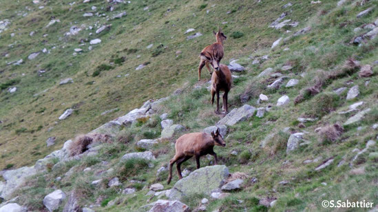 Photo randonnée Cauteret-Pont d'Espagne, rencontre avec des isards