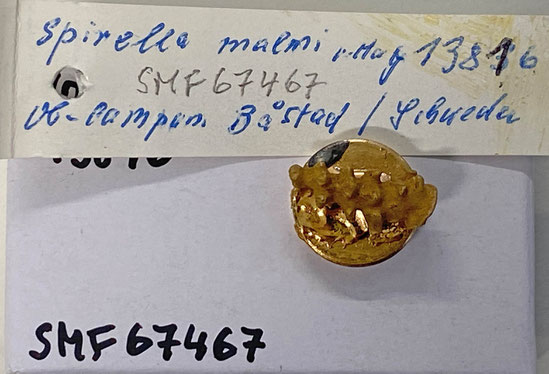 Senckenberg, Bryozoa, Bryozoen, Moostierchen, Sammlung Voigt