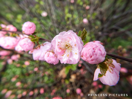 Mandelblüte, Rosa, Natur