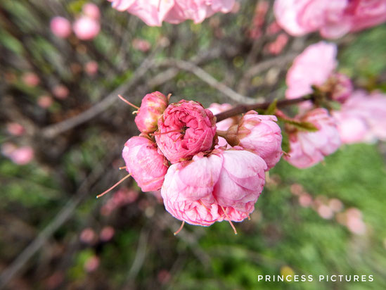 Mandelblüte, Rosa, Natur