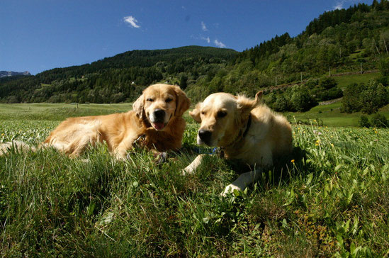 Goldenpaar Sunshine & Arco