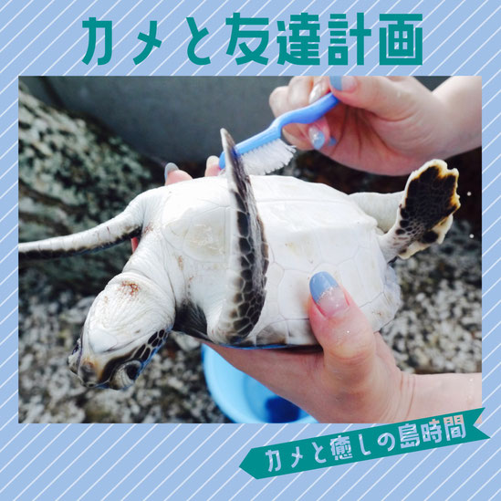 小笠原海洋センターで、アオウミガメの甲羅磨き体験をする観光客