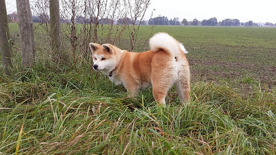 bersaki hund