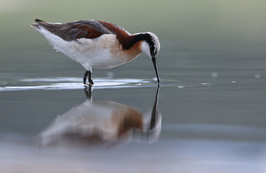 Phalarope de Wilson