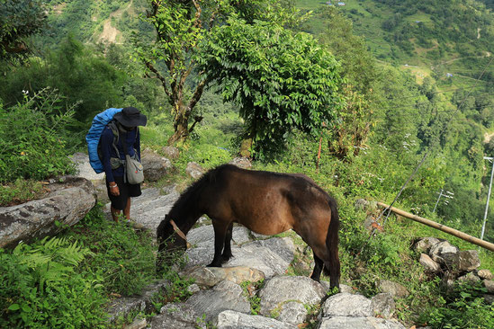 Poon Hill, Ulleri, Steinstufen, Wandern im Himalaya, Nepal