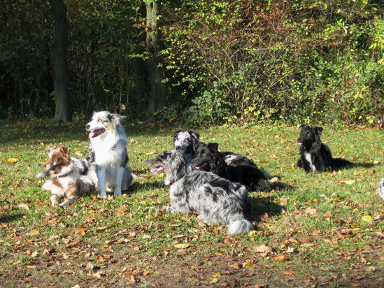 Welpen-Treffen