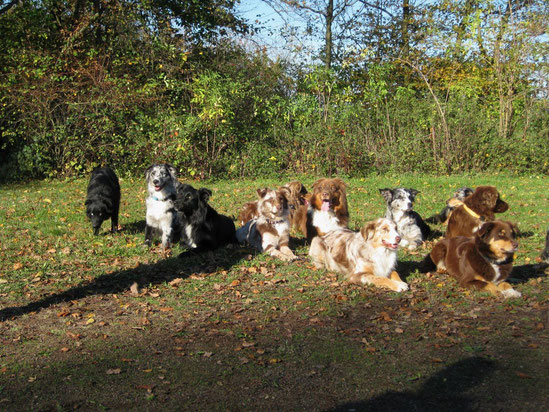 Welpen-Treffen