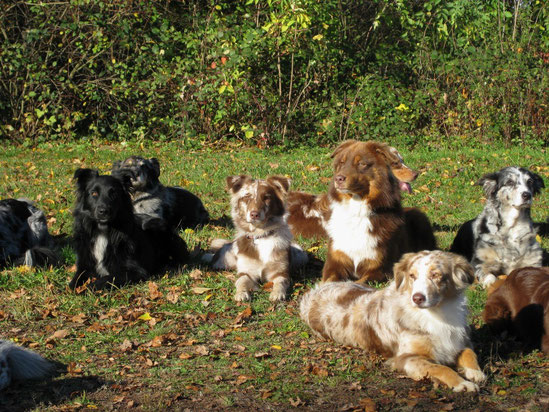 Welpen-Treffen