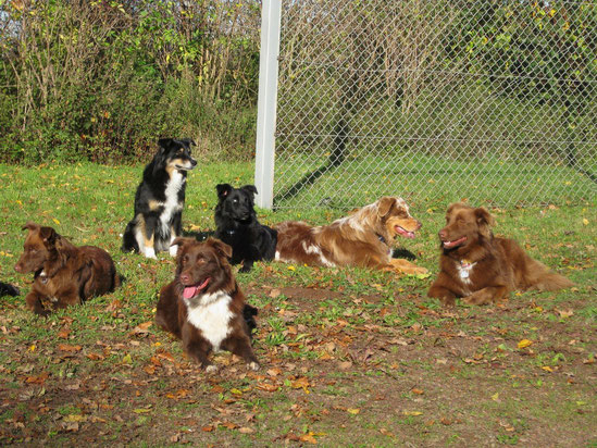 Welpen-Treffen