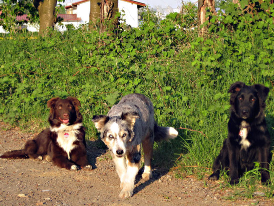 v.l.n.r.: Pepper, Bonny und Loki (April 2011)