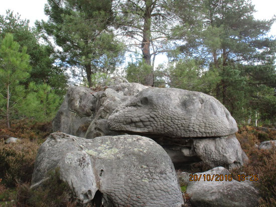 Tortues énormes venues d'un autre continent ou bien des rhinocéros pétrifiés