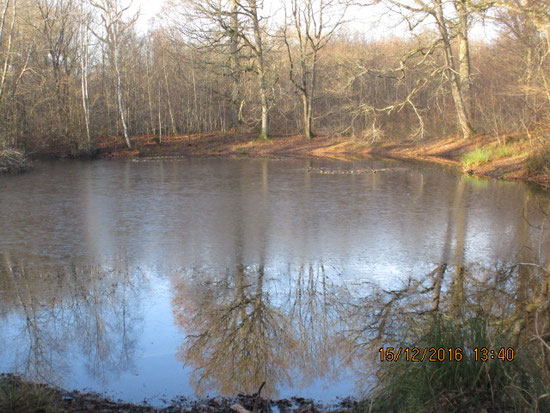 Joli plan d'eau avec le reflet des arbres