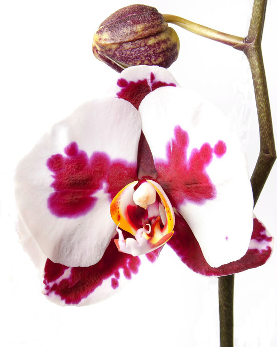 Phalaenopsis orchid -Christine Bartlett from Orchidmania is talking about them at your Gardening Society or in your Garden Center
