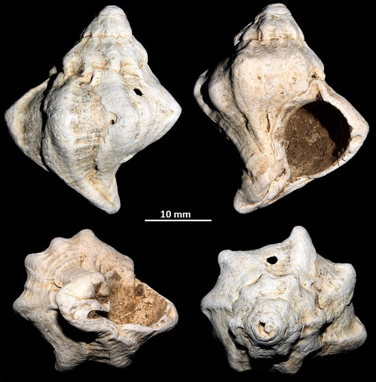 Hexaplex pecchiolanus, Macchia della Turchina (Monteromano, VT)