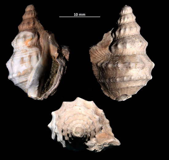 Aporrhais pespelcani, esemplare incompleto da Vignola (MO)