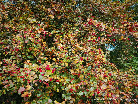 Beeren im Herbst, Herbststrauch, Beerenfrüchte im Wald, Kraftquelle
